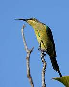 Malachite Sunbird