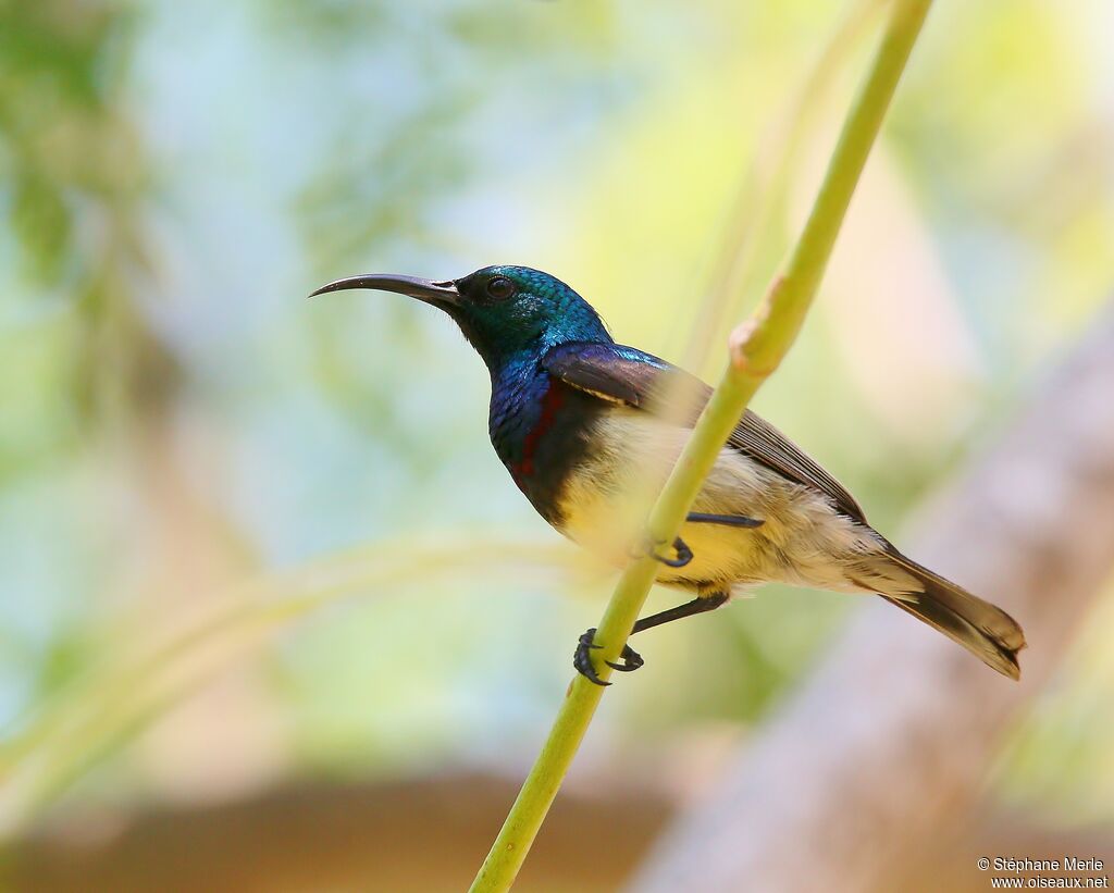 Souimanga Sunbird male adult