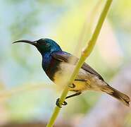 Souimanga Sunbird