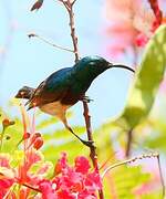 Souimanga Sunbird