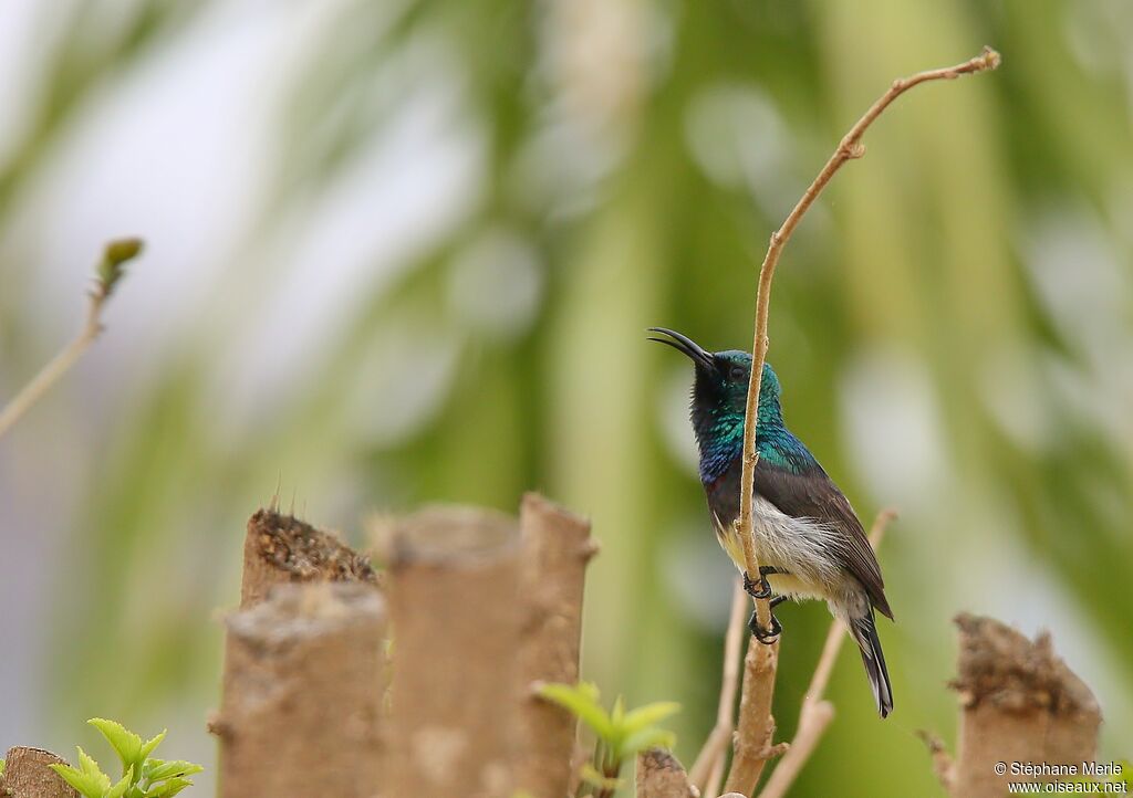 Souimanga Sunbird male adult