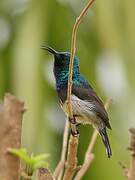 Souimanga Sunbird