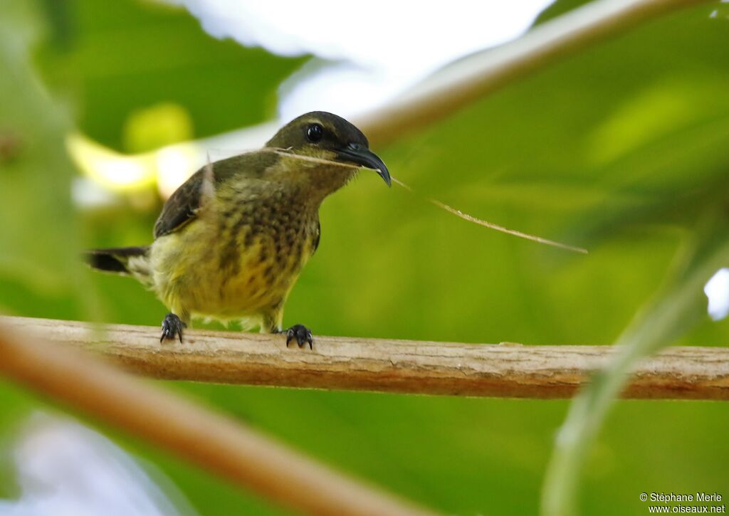 Souimanga Sunbird female adult