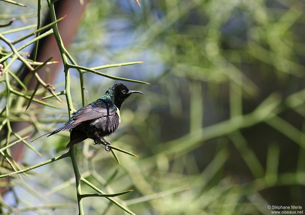 Black-bellied Sunbird male adult