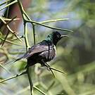 Souimanga nectarin