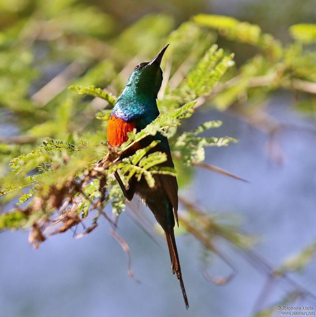 Black-bellied Sunbird male adult