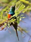 Black-bellied Sunbird