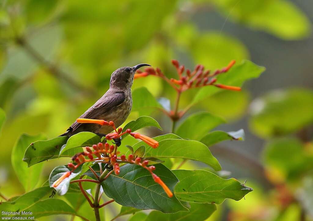 Black-bellied Sunbird female adult, habitat, pigmentation