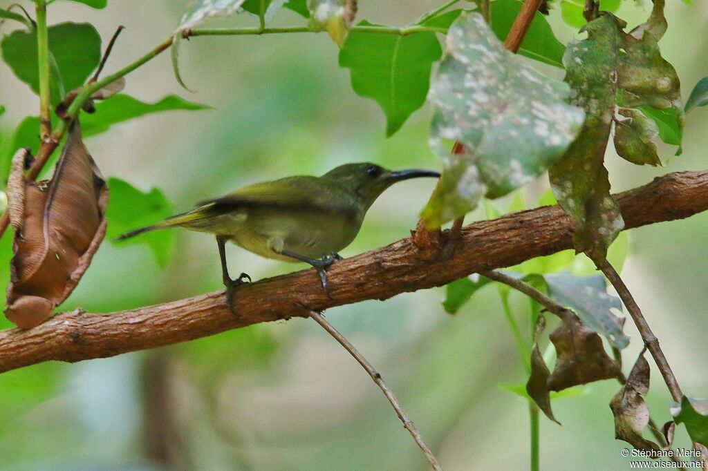 Olive Sunbird