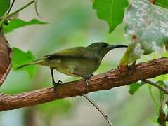 Olive Sunbird