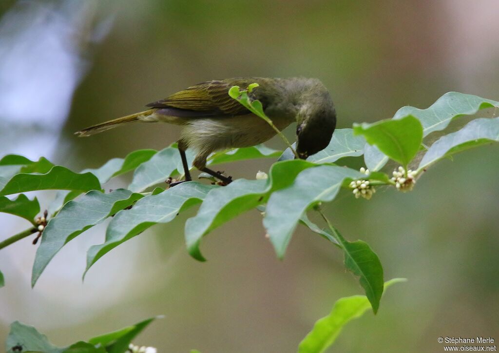 Olive Sunbird