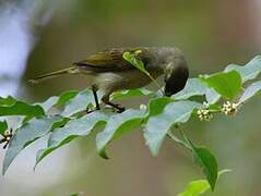 Olive Sunbird