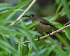 Olive Sunbird