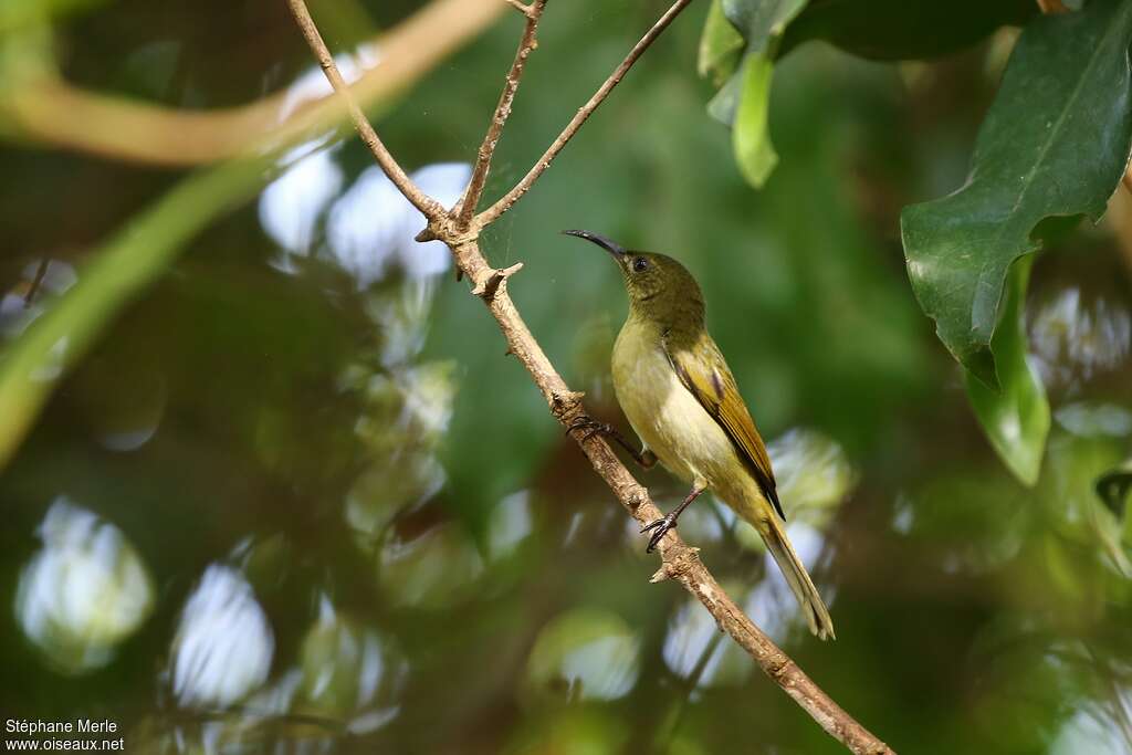 Souimanga olivâtreadulte, habitat, pigmentation