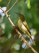 Olive Sunbird