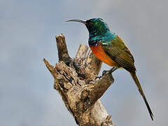 Orange-breasted Sunbird