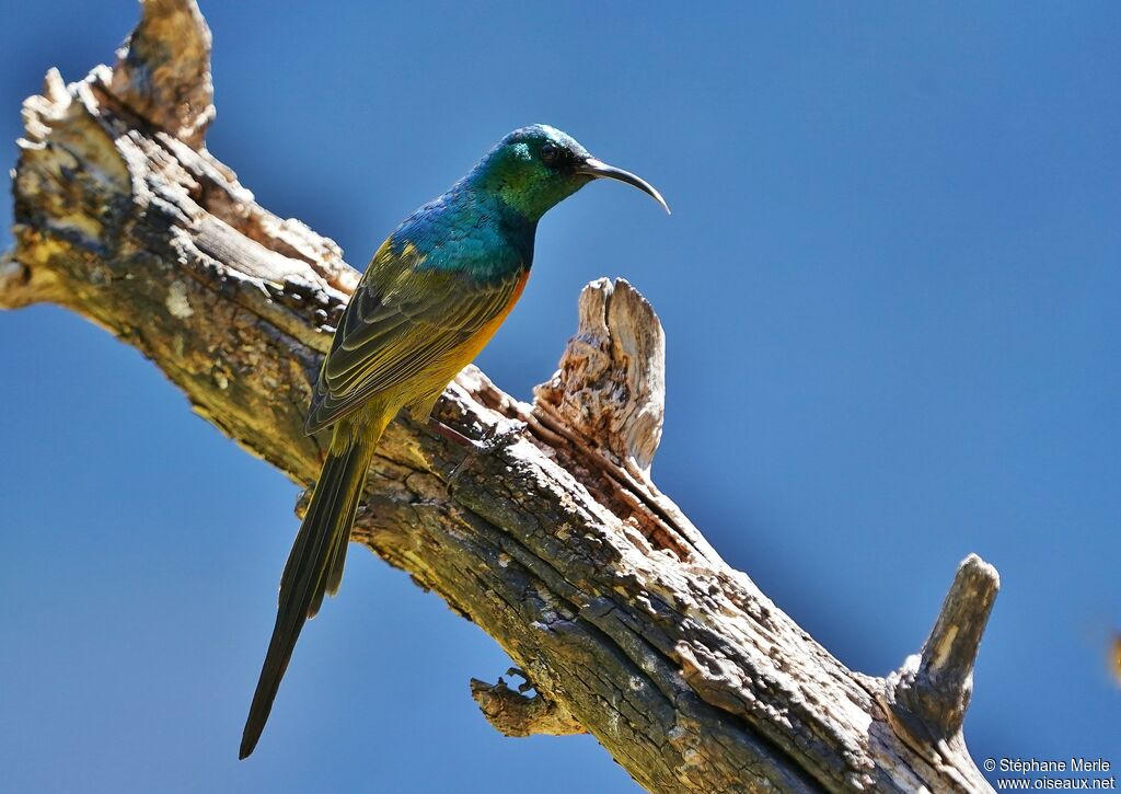 Orange-breasted Sunbirdadult