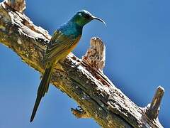 Orange-breasted Sunbird