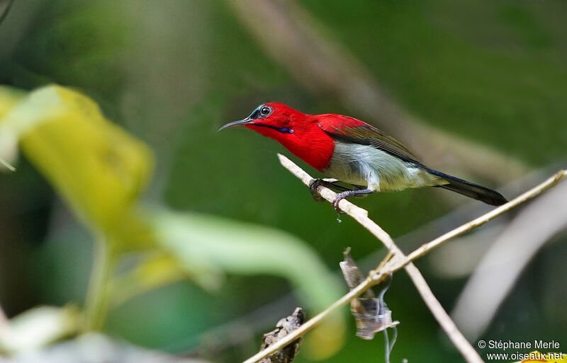 Crimson Sunbird male adult