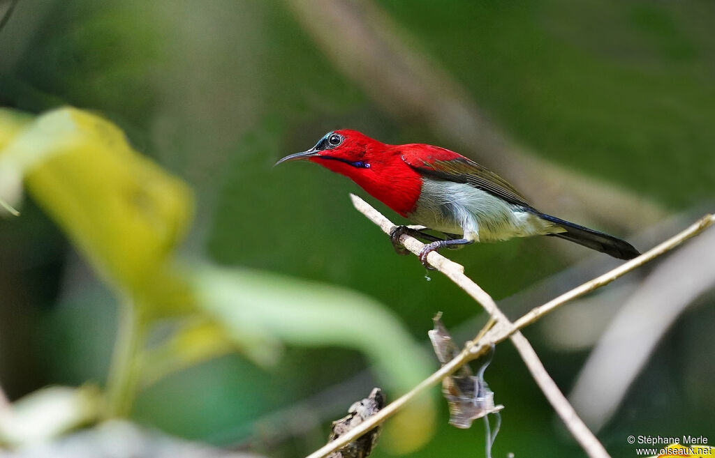 Crimson Sunbird male adult