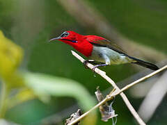 Crimson Sunbird