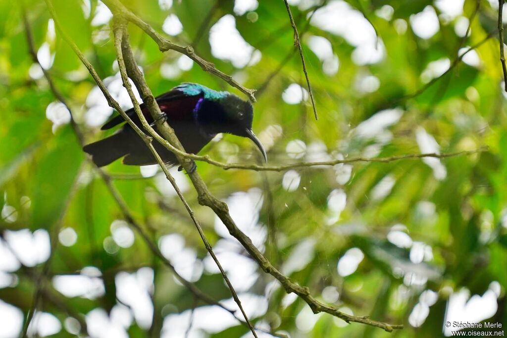 Superb Sunbird male adult