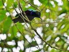 Superb Sunbird