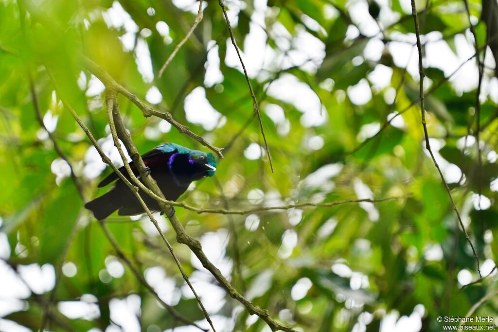 Superb Sunbird