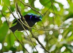 Superb Sunbird