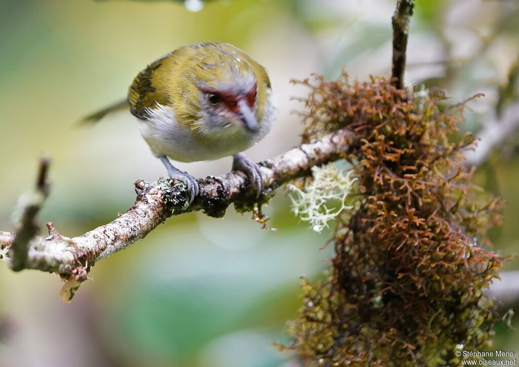 Black-billed Peppershrikeadult