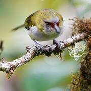 Black-billed Peppershrike