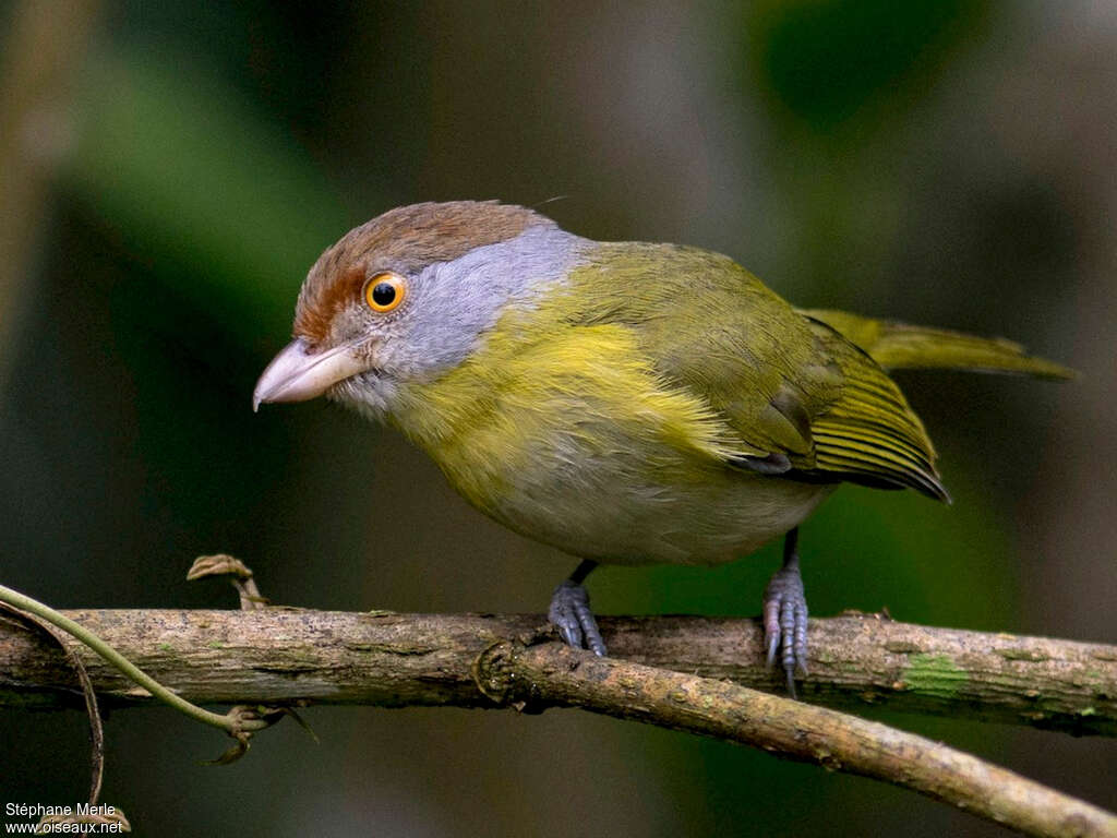 Rufous-browed Peppershrikeadult, close-up portrait