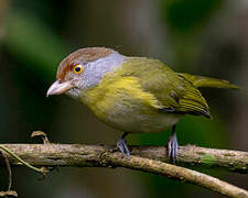 Rufous-browed Peppershrike