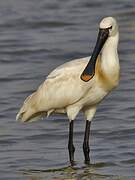 Eurasian Spoonbill