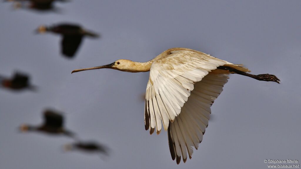 Eurasian Spoonbill