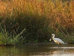 Eurasian Spoonbill