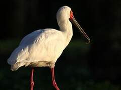 African Spoonbill