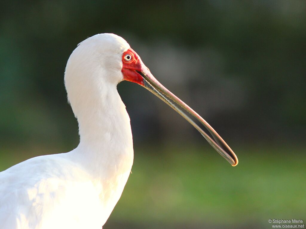 African Spoonbill