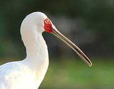 African Spoonbill