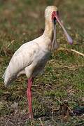 African Spoonbill