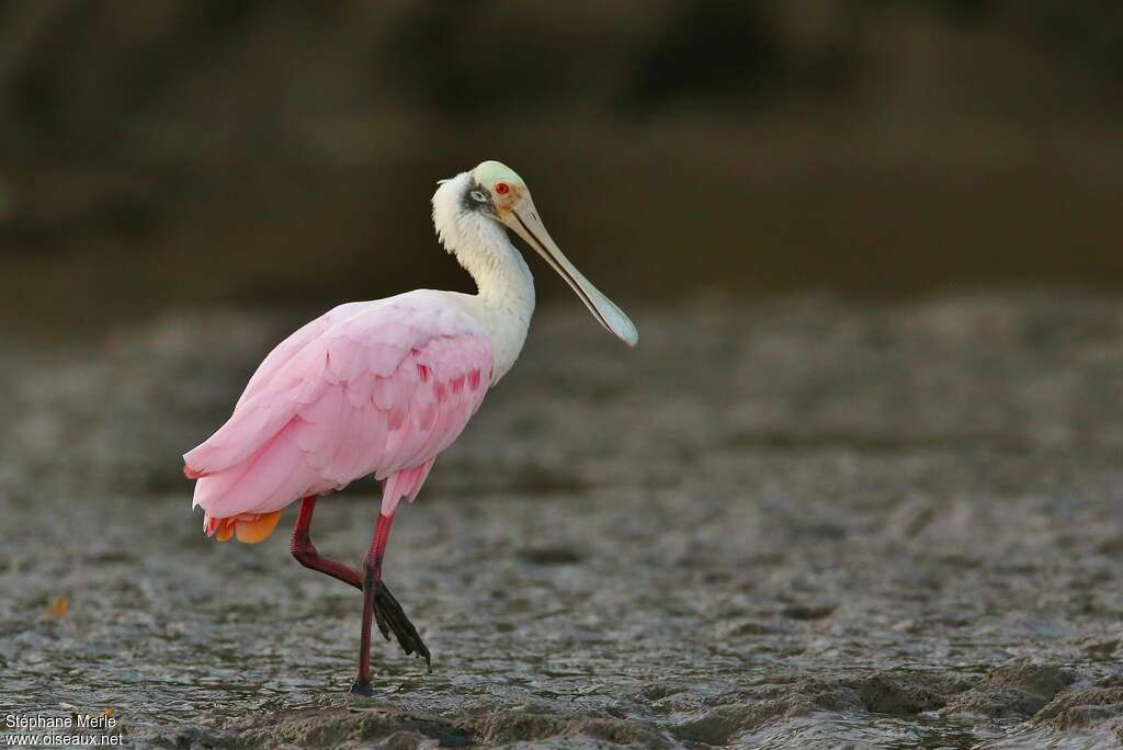 Pantanal : Les oiseaux aquatiques