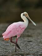 Roseate Spoonbill