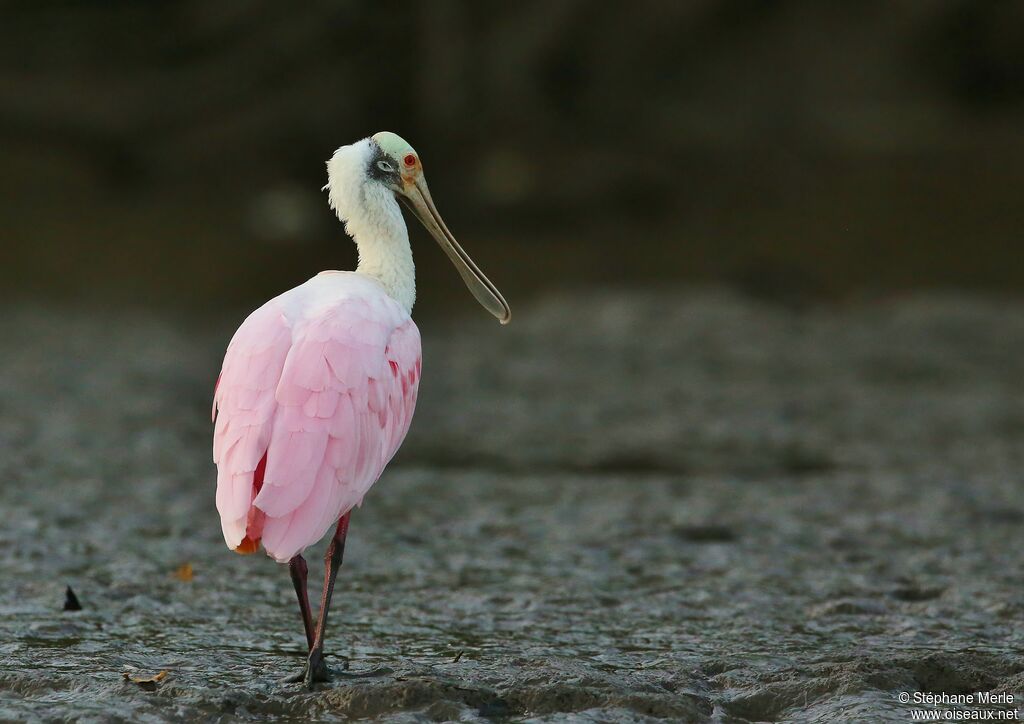 Roseate Spoonbilladult