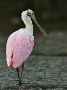 Roseate Spoonbill