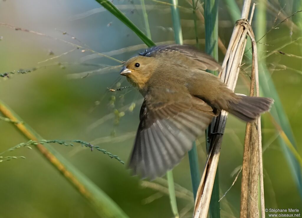 Double-collared Seedeateradult