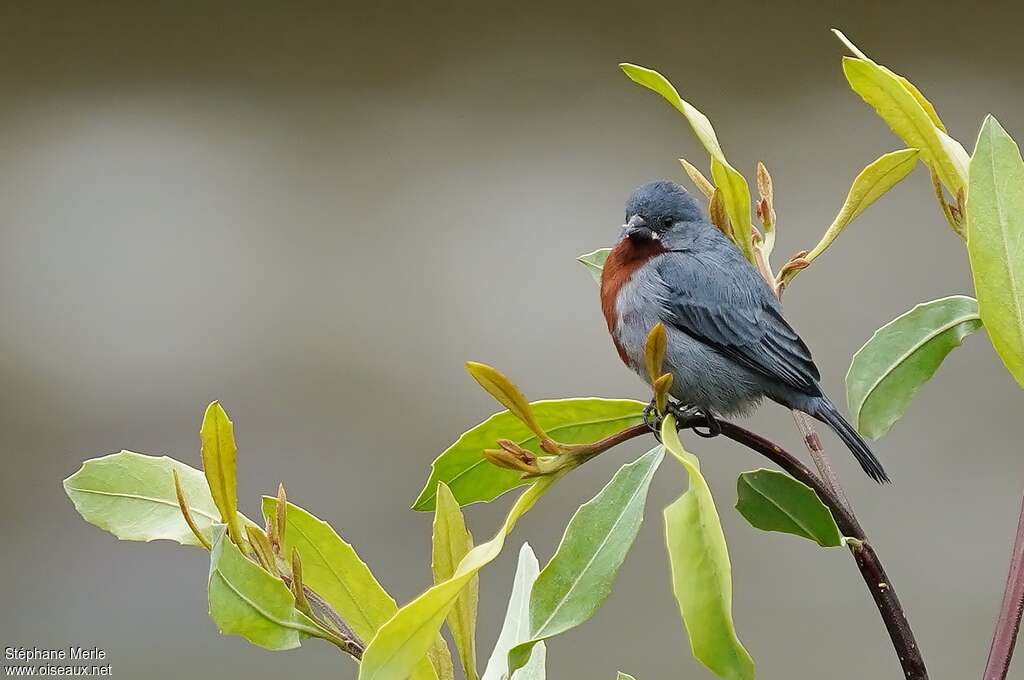 Sporophile à ventre châtain mâle adulte, identification