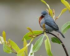 Chestnut-bellied Seedeater