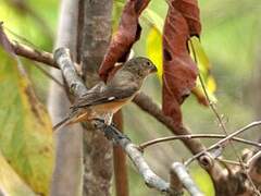 Tawny-bellied Seedeater