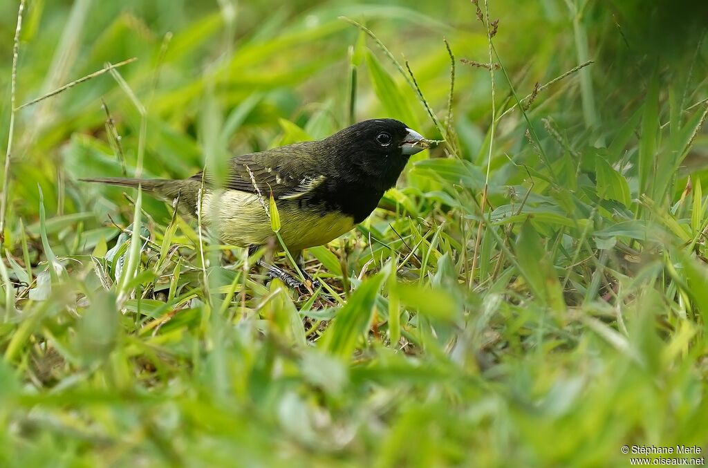 Yellow-bellied Seedeater male adult