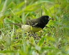 Yellow-bellied Seedeater